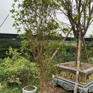 Nho Thân Gỗ cay-nho-than-go-1-2m-2-300x300 Nho thân gỗ ( cây đang có trái )  